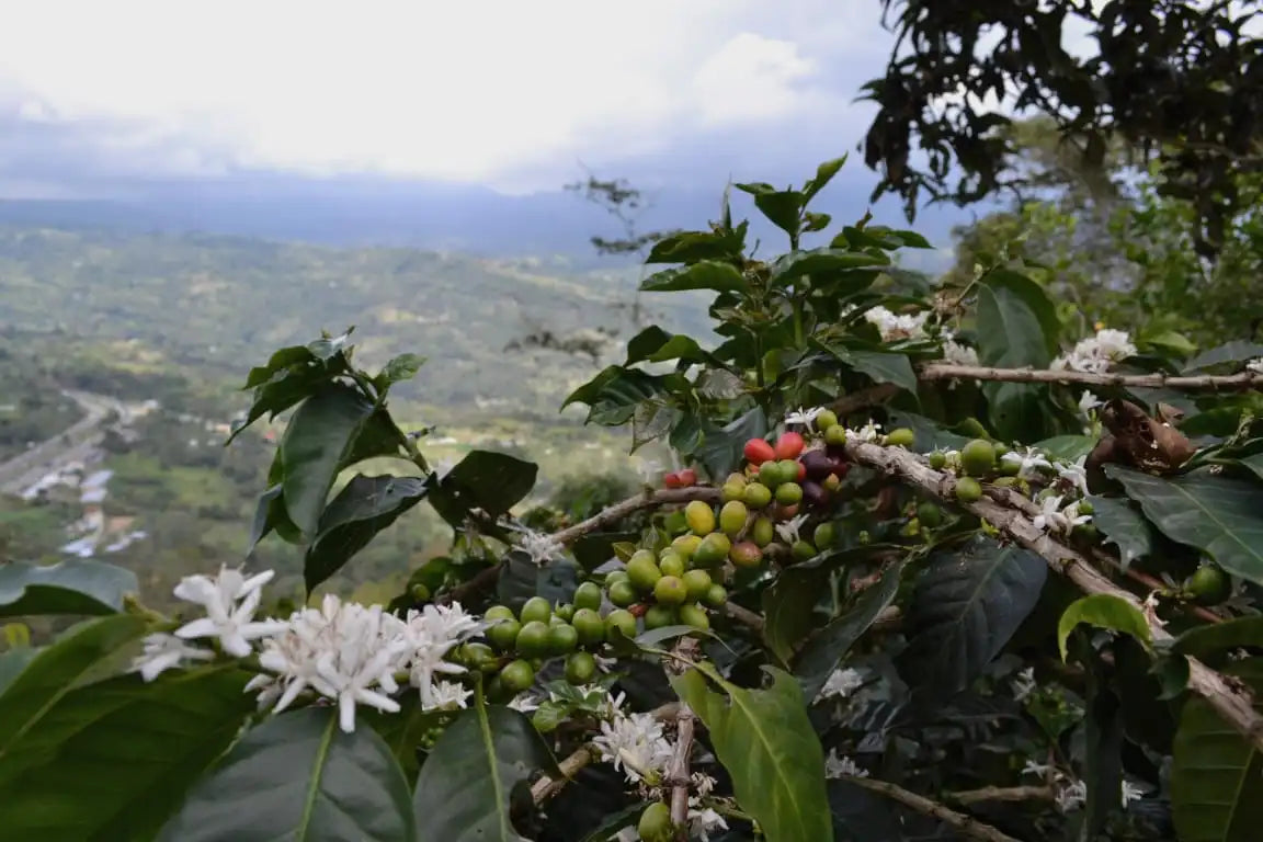 Frothy Monkey Colombia YCA Development Lot