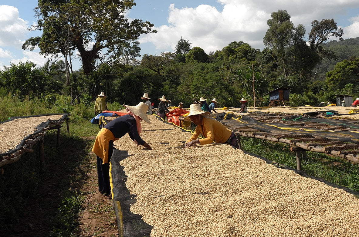 Frothy Monkey Ethiopia Nano Genji Lot 8