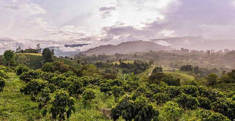 Frothy Monkey Colombia YCA Development Lot