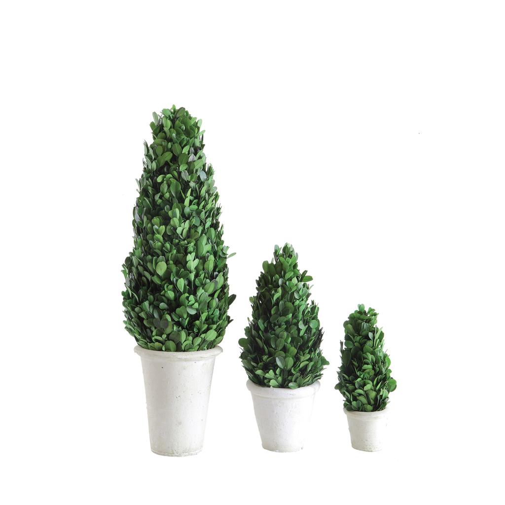 Cracker Barrel Boxwood Cone Shaped Topiary